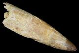 Rooted Cretaceous Fossil Crocodile Tooth - Morocco #182778-1